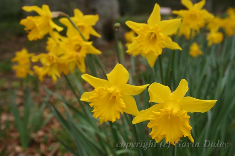 Daffodils, Cloudehill Gardens IMG_6511.JPG